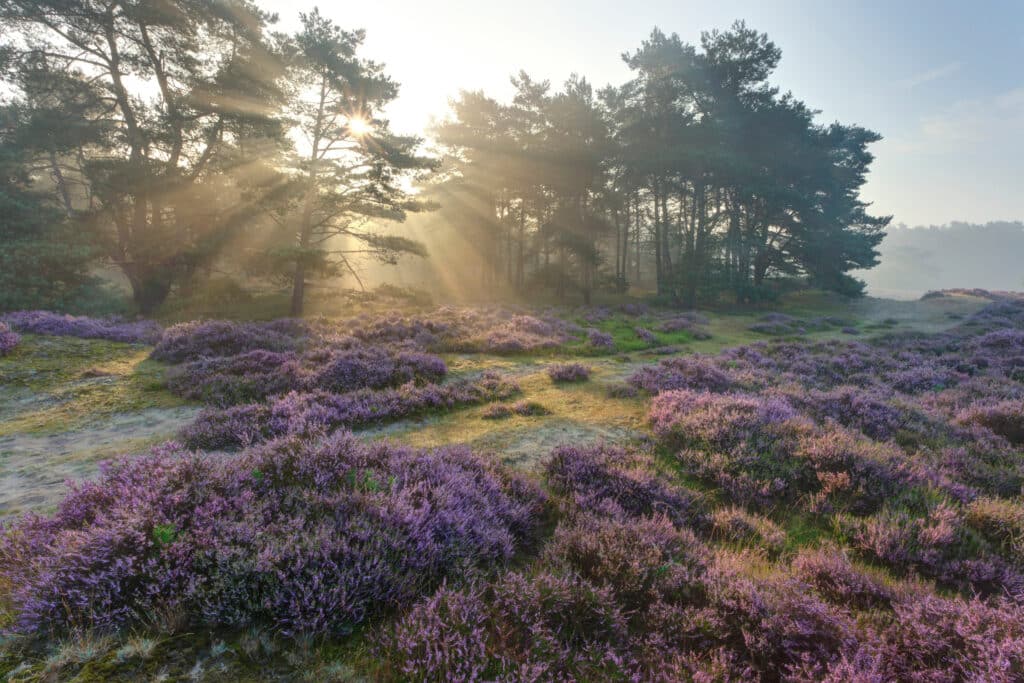 huisregels